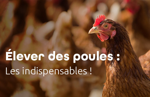 Elever des poules : les indispensables